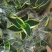 虎皮兰荷花兰110盆栽观叶植物可土培水培盆景盆花