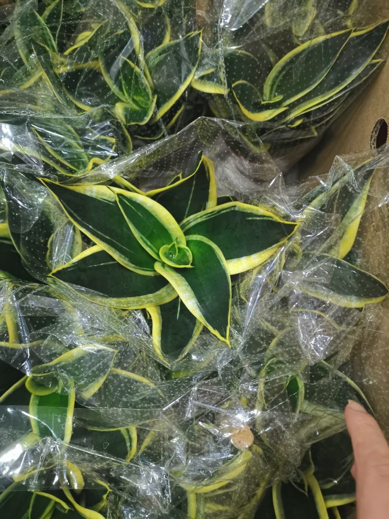 虎皮兰荷花兰110盆栽观叶植物可土培水培盆景盆花