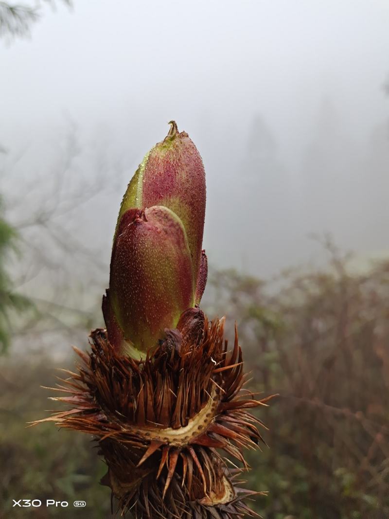 刺老芽，刺耳包，红尖下山桩大苗，