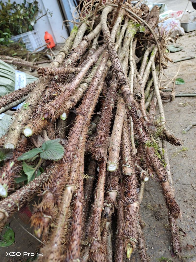 刺老芽，刺耳包，红尖下山桩大苗，