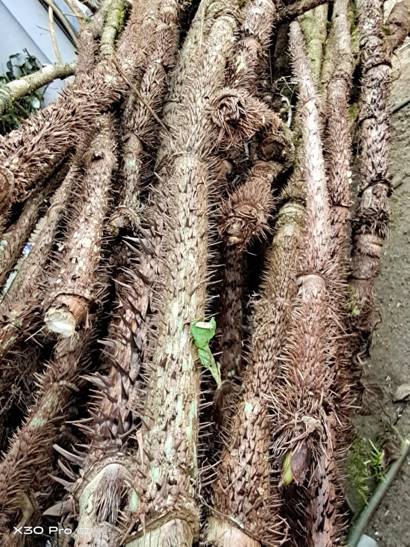 刺老芽，刺耳包，红尖下山桩大苗，