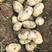 山西忻州土豆大量上市，基地货，品种有荷兰十五，西森6号