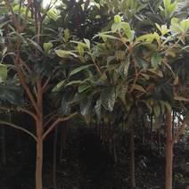 1公分～20公分枇杷江苏东台热销树种自己苗圃现货大量供应