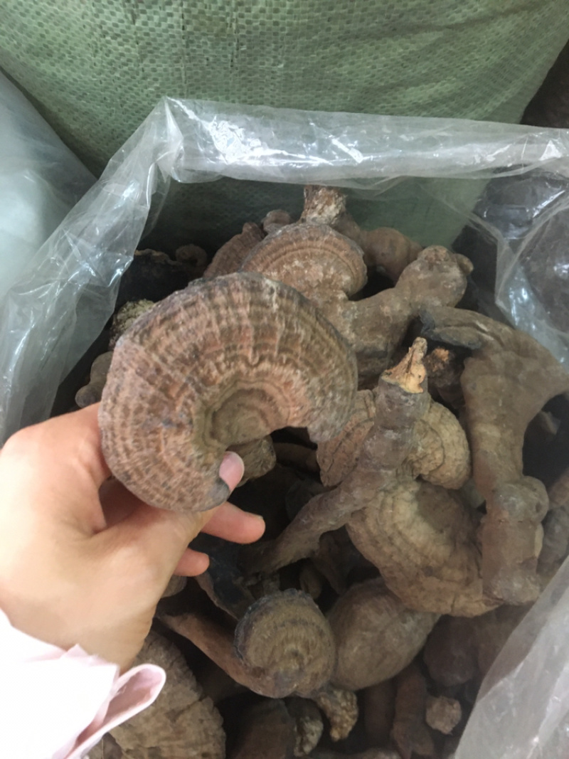 血灵芝野生香血灵芝今年7月的新货，现货供应包邮