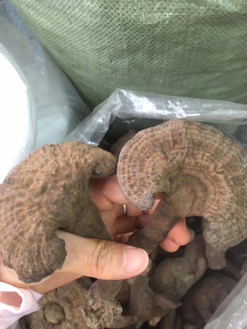 血灵芝野生香血灵芝今年7月的新货，现货供应包邮