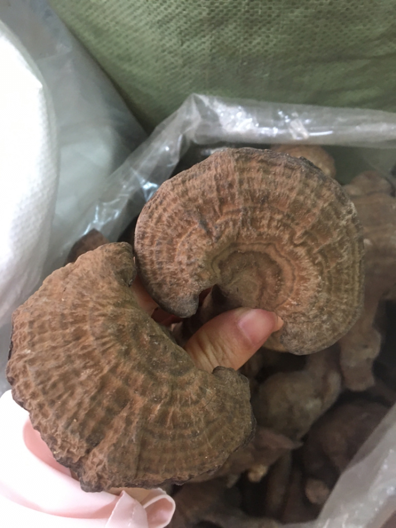 血灵芝野生香血灵芝今年7月的新货，现货供应包邮