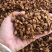 菊苣根新货菊苣根茶炒熟开水直接泡即可支持一件代发