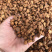 菊苣根新货菊苣根茶炒熟开水直接泡即可支持一件代发