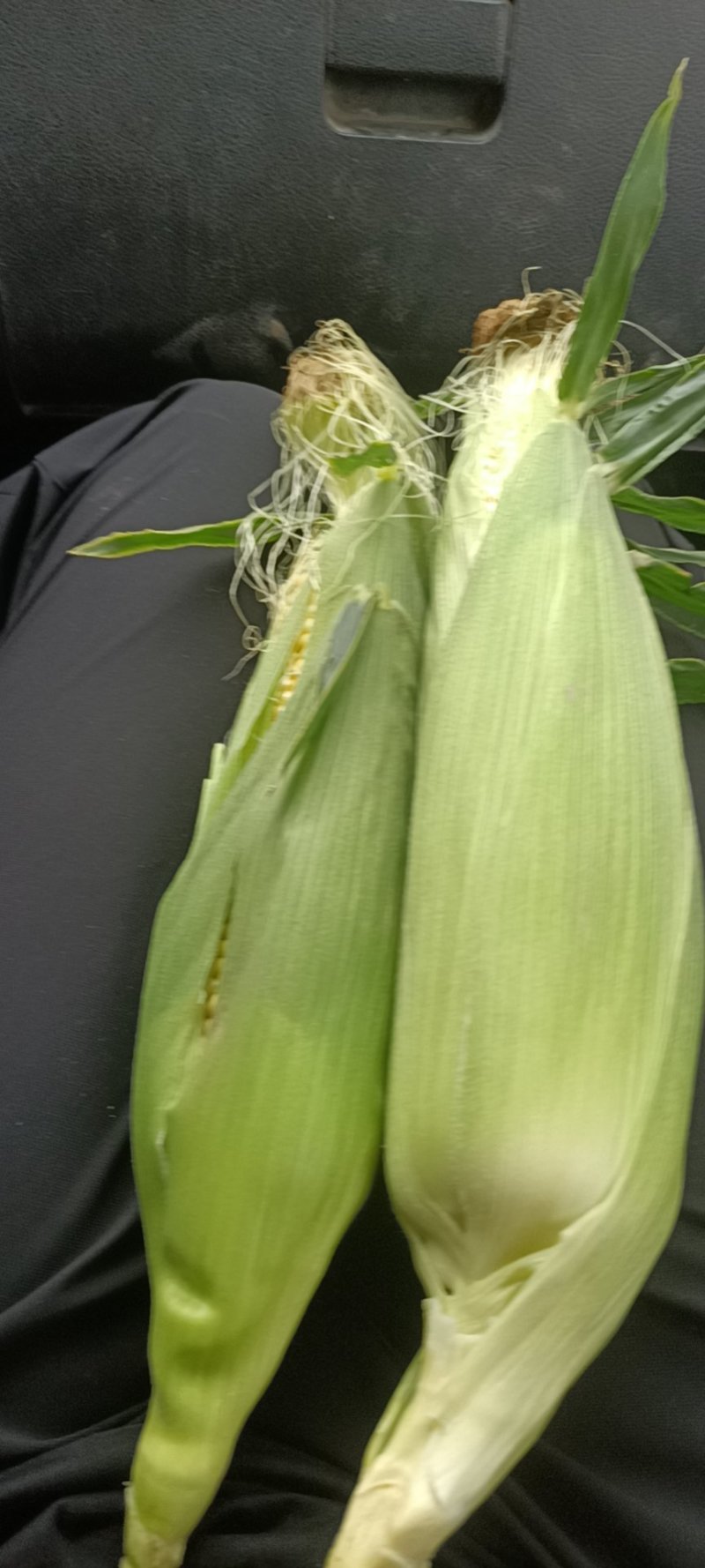 水果玉米白加黄花甜上市