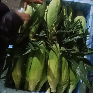 水果玉米白加黄花甜上市