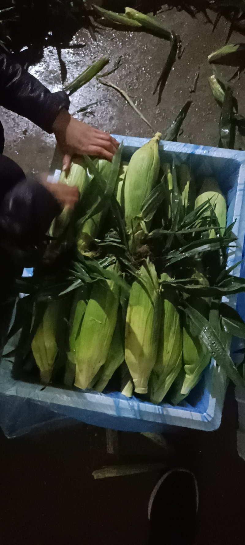 水果玉米白加黄花甜上市