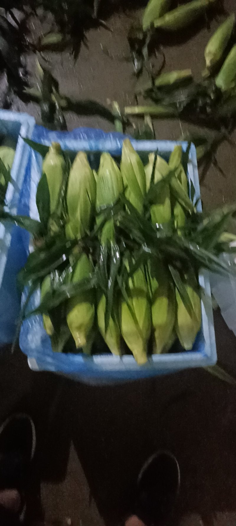 水果玉米白加黄花甜上市