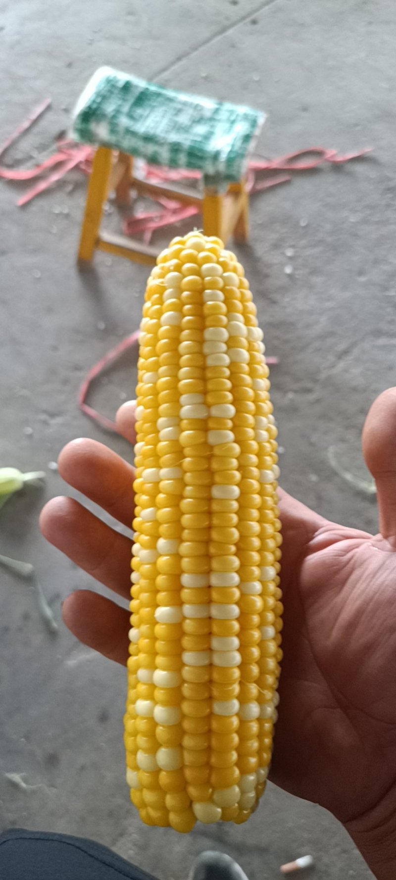 水果玉米白加黄花甜上市