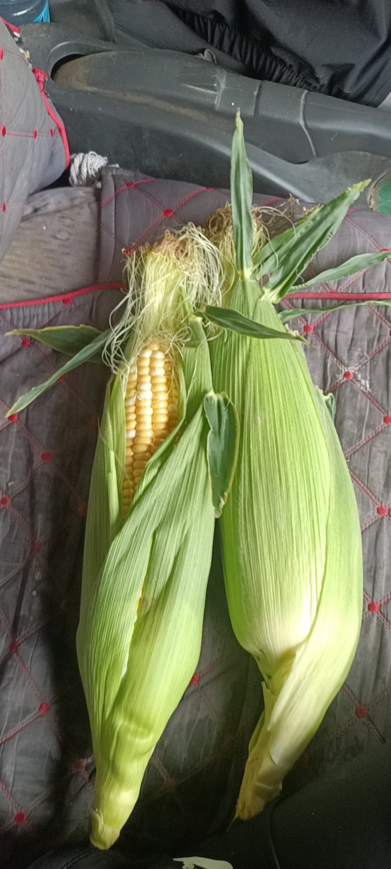 水果玉米白加黄花甜上市