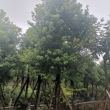 香樟18~20cm14~16cm。。产地直销可