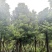 香樟18~20cm14~16cm。。产地直销可