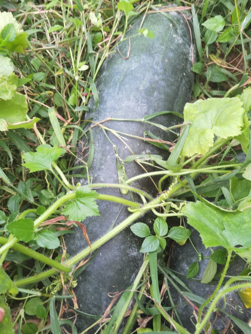 黑皮炮弹冬瓜15斤以上地冬瓜