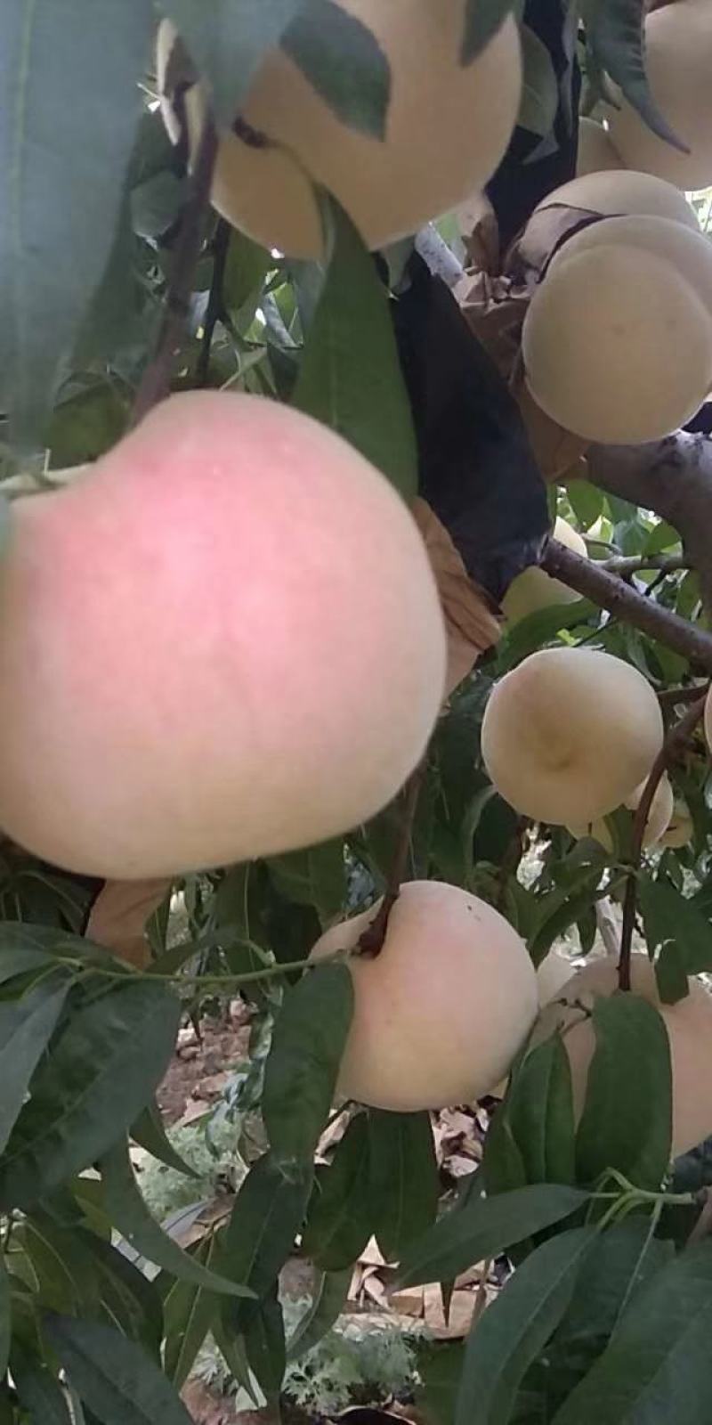 冬桃金秋红蜜，映霜红，口感脆甜，底糖高，硬度好！