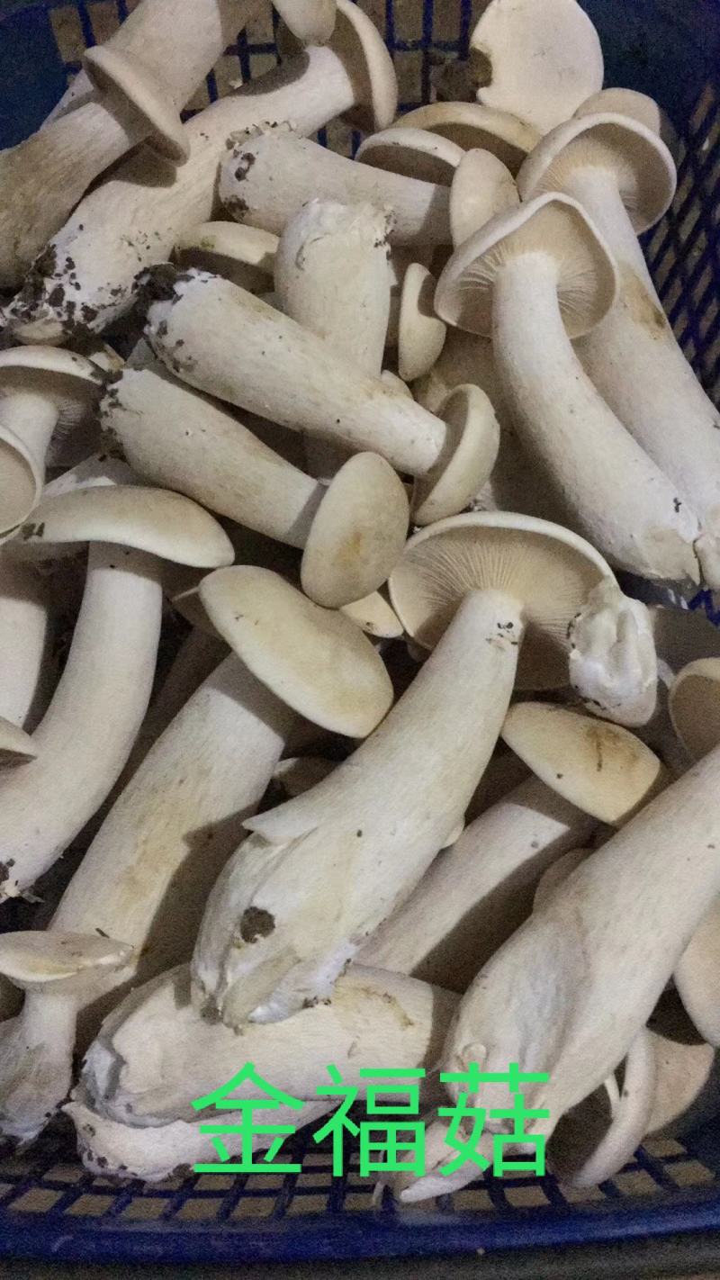 新鲜金福菇(白鸡枞)