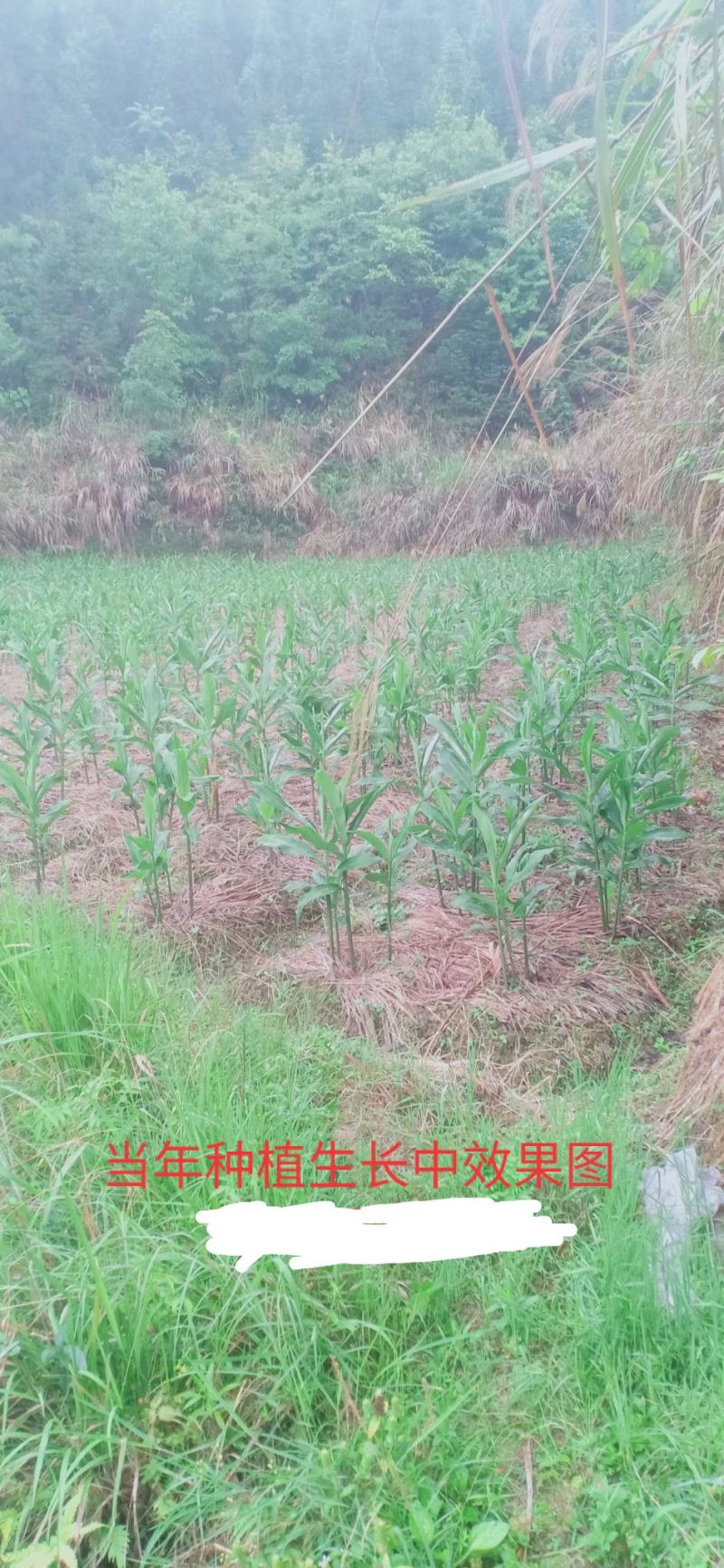 阳荷种苗，基地直供一手货源，现挖现发，包成活，包邮到家。
