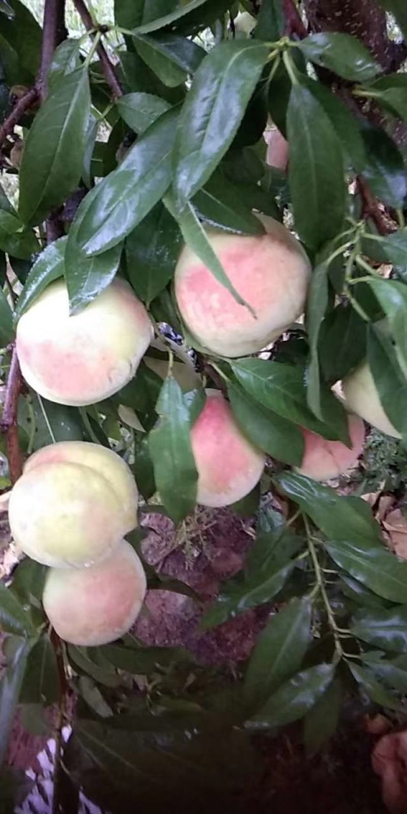 冬桃金秋红蜜，映霜红，口感脆甜，底糖高，硬度好！