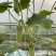 精品有机脆绿12-16cm旱黄瓜