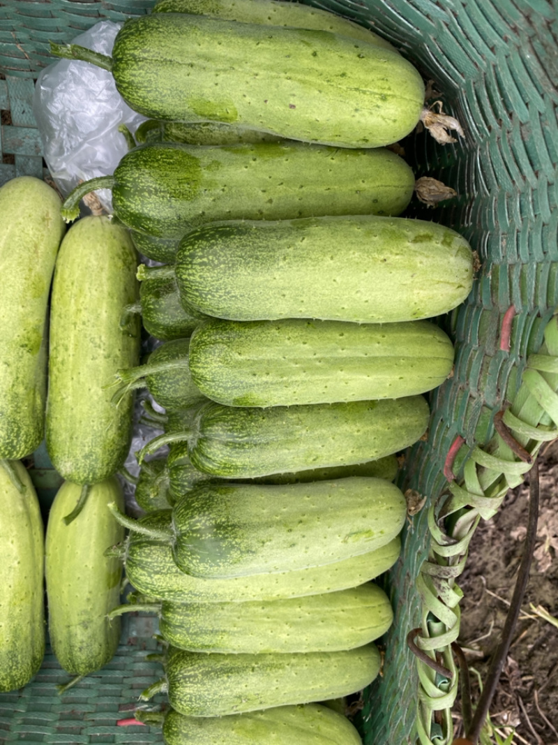 精品有机脆绿12-16cm旱黄瓜