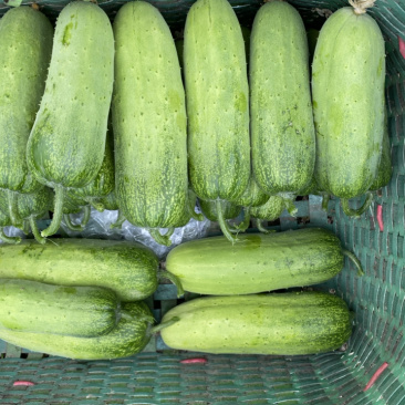 精品有机脆绿12-16cm旱黄瓜