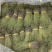 独角金、独角甘，广西本土货源，货干颜色漂亮