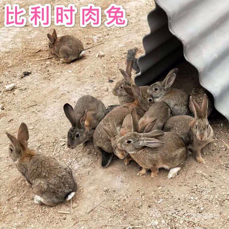 包邮运输包活兔子活体大型肉兔比利时兔苗可繁殖