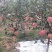 万荣高村，嘎啦苹果脆甜多汁，爽口无限，大量上市！