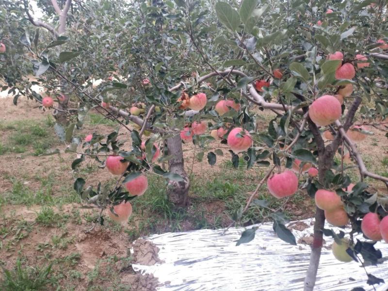 万荣高村，嘎啦苹果脆甜多汁，爽口无限，大量上市！