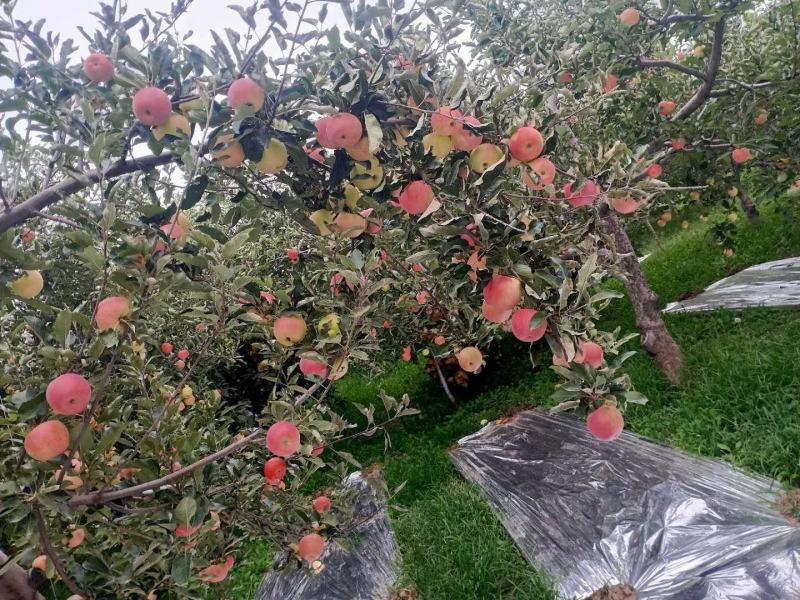 万荣高村，嘎啦苹果脆甜多汁，爽口无限，大量上市！