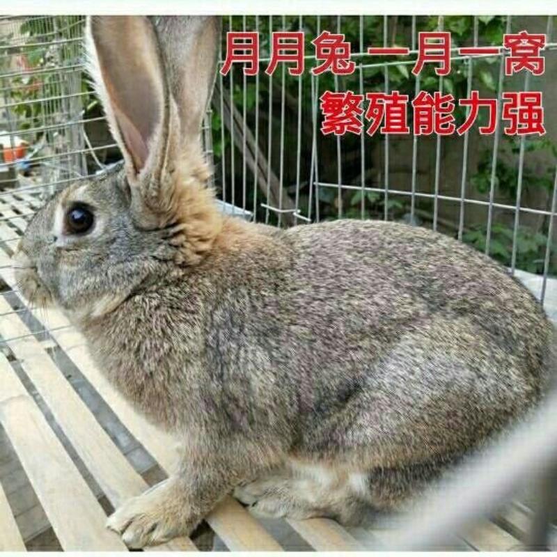 包邮运输包活兔子活体大型肉兔比利时兔苗可繁殖