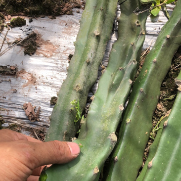 火龙果苗