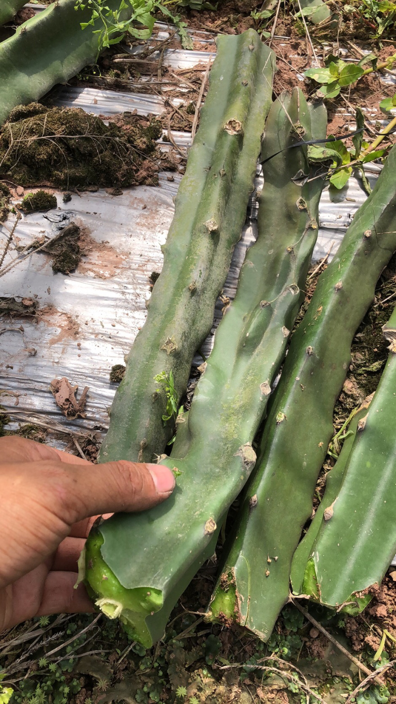 火龙果苗