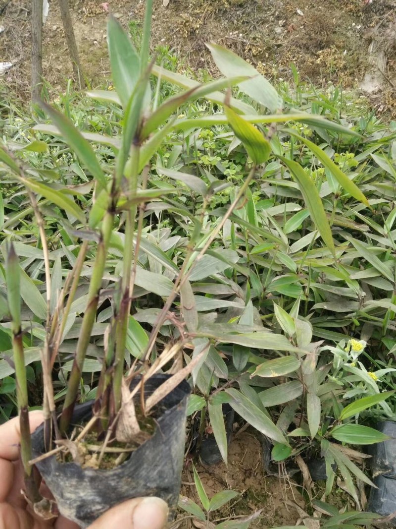 供应毛竹种子