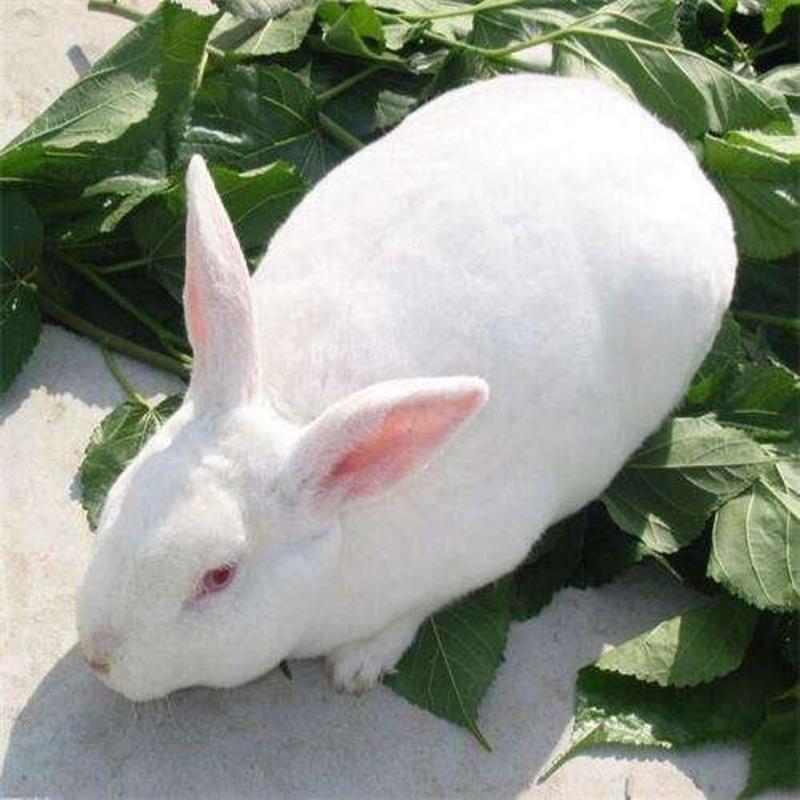 包邮运输包活新西兰肉兔苗可长15斤可繁殖大巨型肉兔