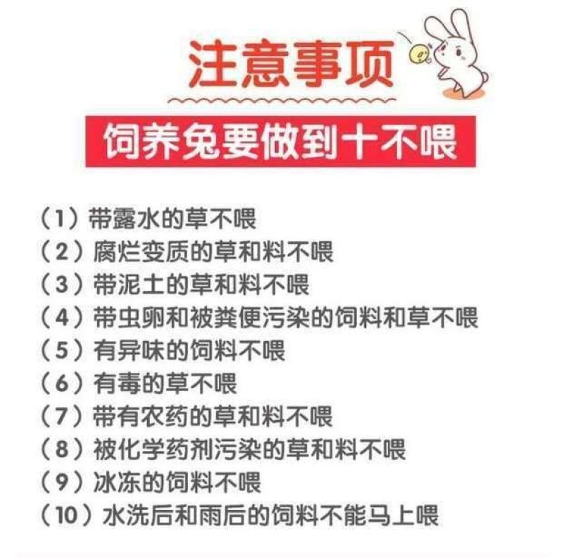 包邮运输包活新西兰肉兔苗可长15斤可繁殖大巨型肉兔