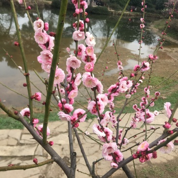 桃树批发