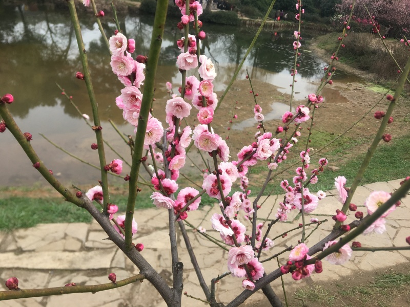 桃树批发