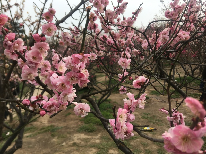 桃树批发