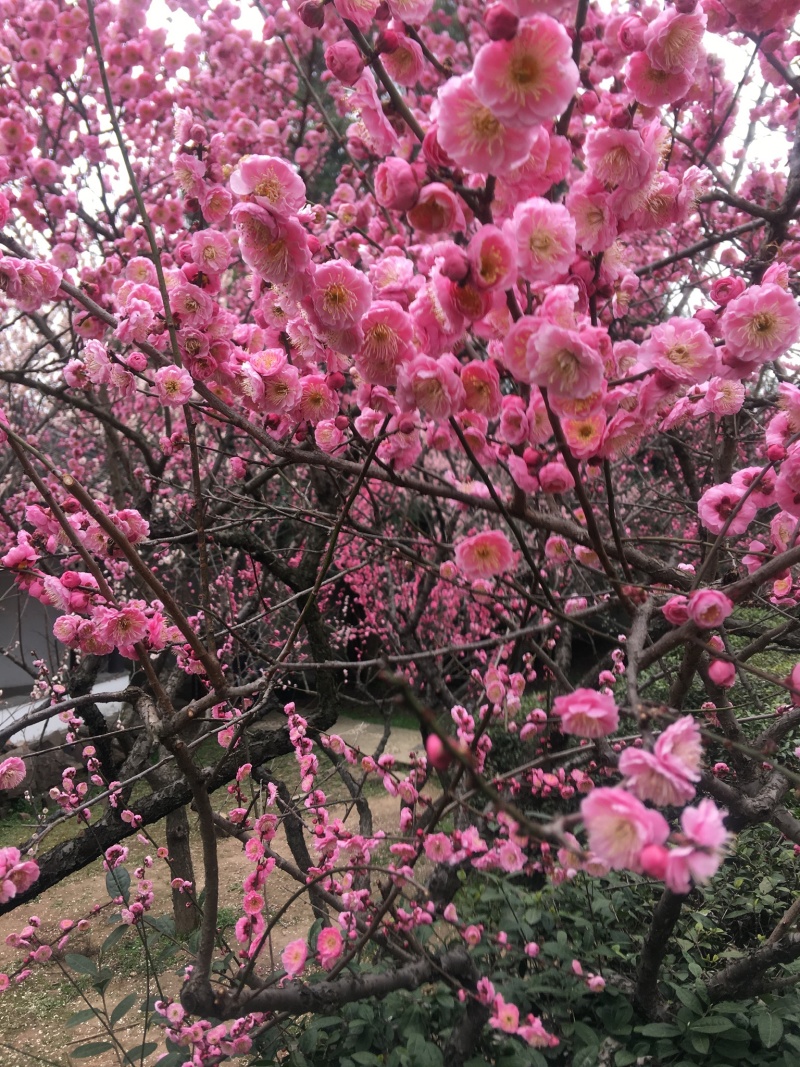 桃树批发