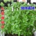 九层塔种子食用甜香罗勒种子蔬菜种子香草金不换阳台种菜菜