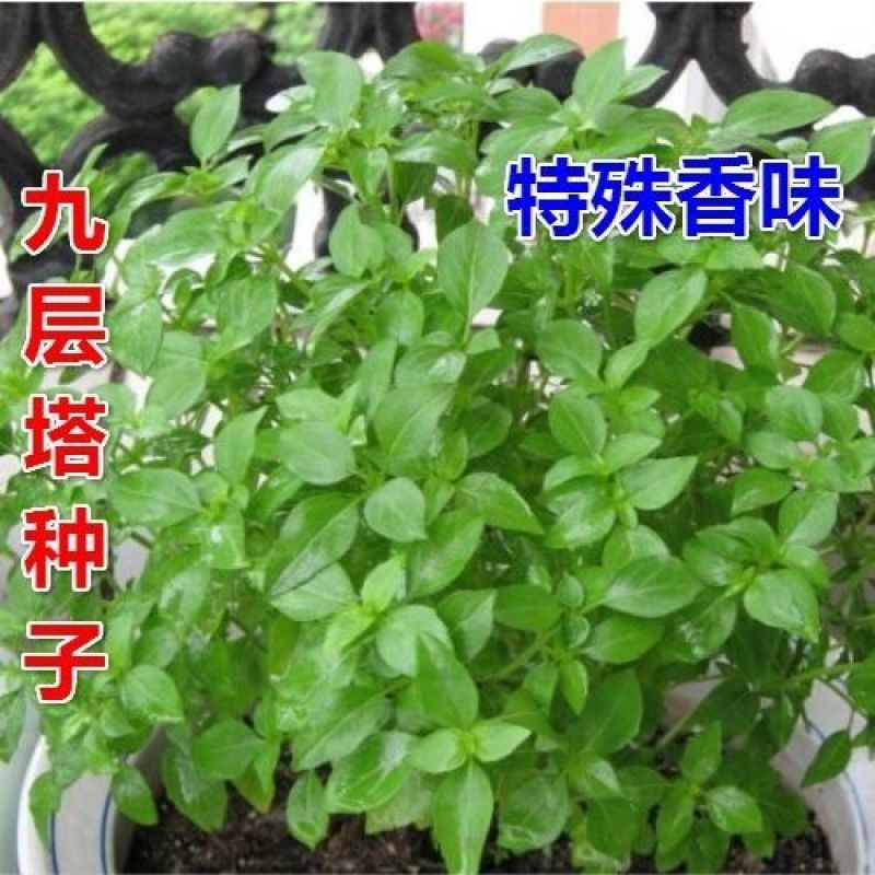 九层塔种子食用甜香罗勒种子蔬菜种子香草金不换阳台种菜菜