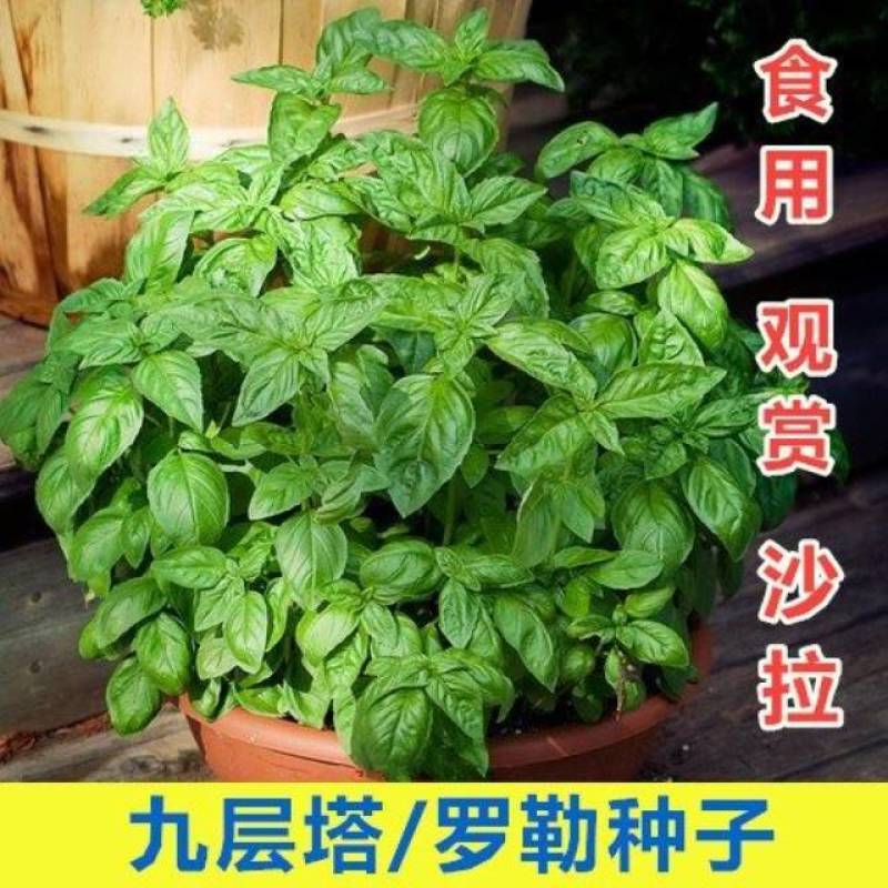 九层塔种子食用甜香罗勒种子蔬菜种子香草金不换阳台种菜菜