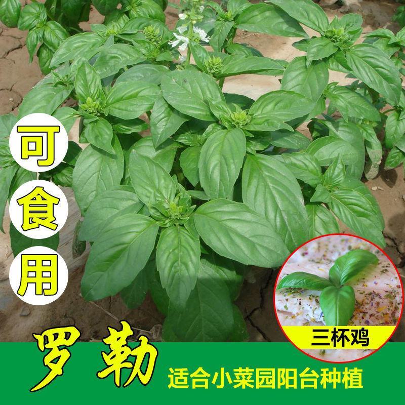 九层塔种子食用甜香罗勒种子蔬菜种子香草金不换阳台种菜菜
