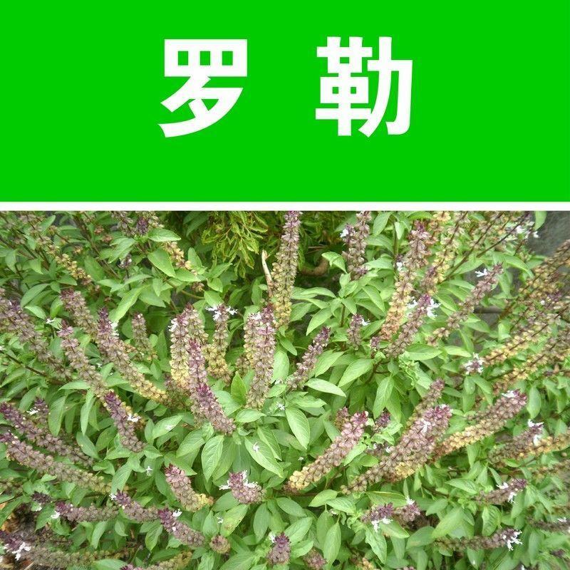 九层塔种子食用甜香罗勒种子蔬菜种子香草金不换阳台种菜菜