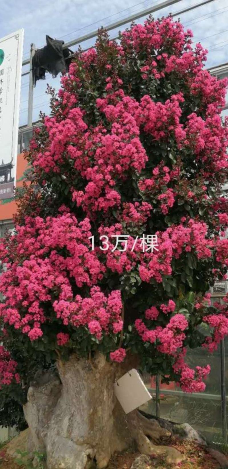 紫薇桩盆栽紫薇盆景红花紫薇