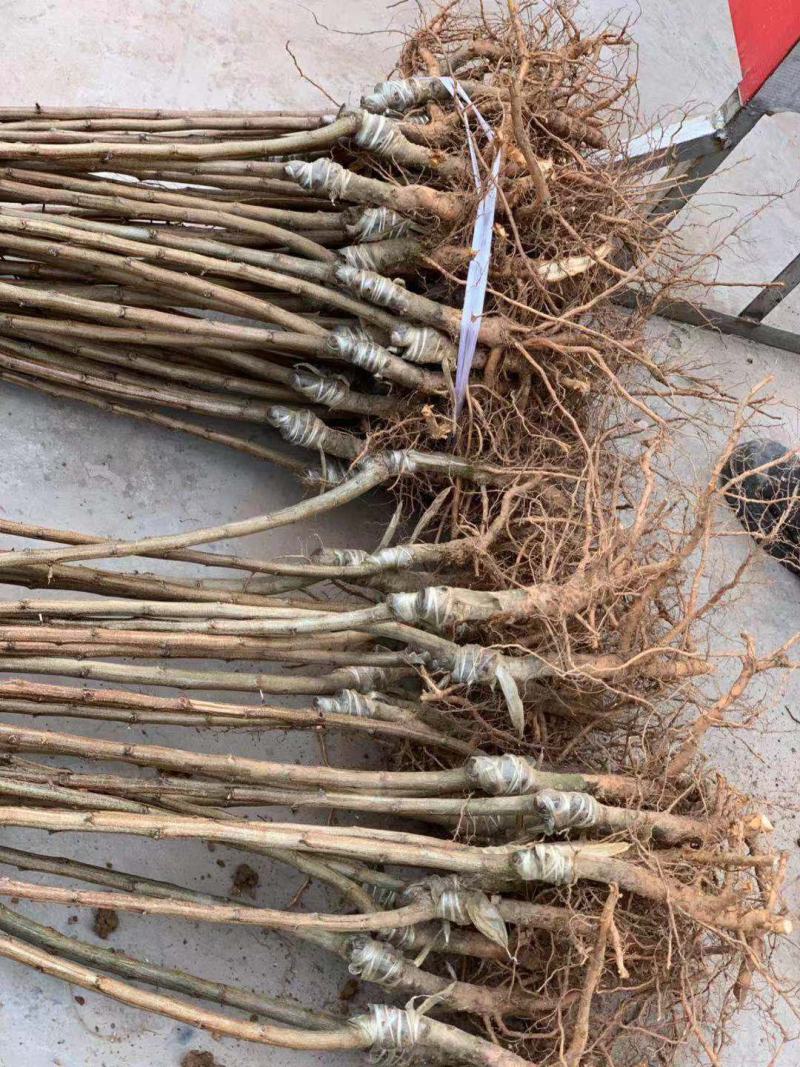 新品种九月脆李子苗晚熟品种，九月成熟的青脆李苗脱骨离核